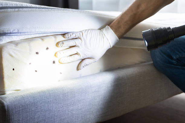 Professional Pest Control in Lafayette, CA